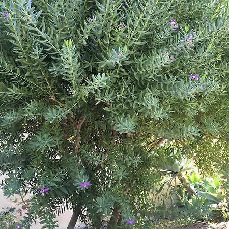 Poggio Delle Palme 別荘 *