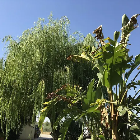 Poggio Delle Palme * Campobello di Licata